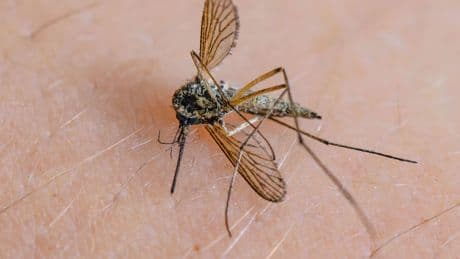 Insekten: Bislang wenig Mücken – aber keine Entwarnung für den Sommer