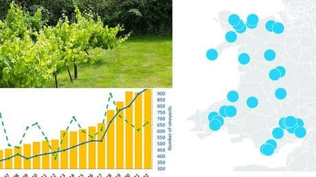Would YOU try a Bangor Beaujolais? Climate change has created the perfect conditions to grow wine grapes in North Wales