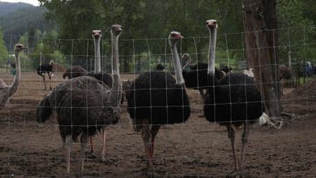 Ostrich reportedly shot and killed at farm in Edgewood B.C.: RCMP investigating