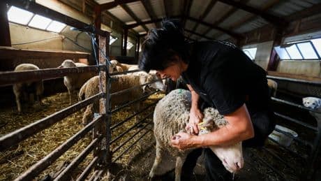 Fièvre catarrhale ovine : les éleveurs appelés à vacciner après l’apparition de 2 000 foyers