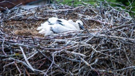 Tierrettung: Feuerwehr rettet Jungstörche mit Drehleiter aus Nest