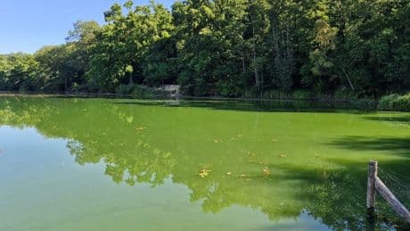 Düsseldorf: Im Zamek-See breiten sich Blaualgen aus – Stadt warnt