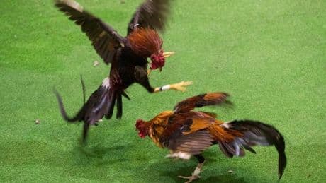 Gallo