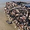 Toxic sea creatures that BURN humans and can regrow after being cut in half wash up on US beach