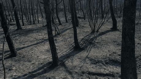 Incendie dans l'Aude : les viticulteurs réclament «un fonds d'urgence»