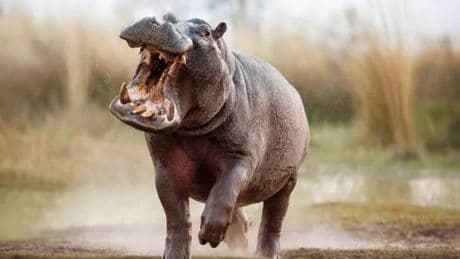 Farmer's gruesome last moments as pet hippo 'like his son' mauled him to death