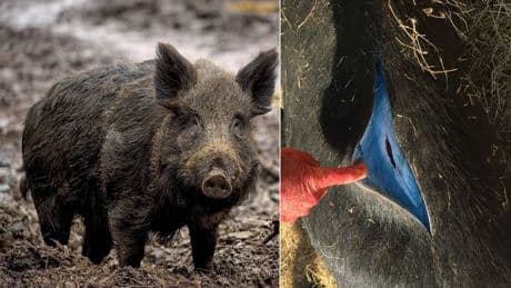 Alarma por el hallazgo de jabalíes de color azul neón por culpa de un pesticida