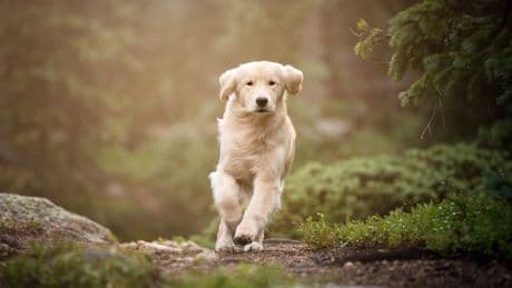 Es droht Gefahr: Wann Sie Ihren Hund niemals im Wald oder auf dem Feld bürsten sollten