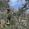Ligbedden weggeblazen en ontwortelde bomen: hevige storm zorgt voor schade bij populaire toeristenoord Rimini