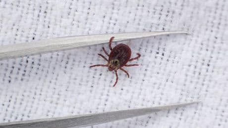 Gesundheit: Bereits 535 Borreliose‑Fälle in Sachsen - deutlicher Anstieg