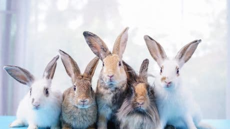 Débordée par ses lapins, la locataire en avait accumulé plus de 100 dans une pièce de 12 m²