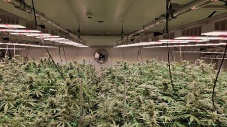 Cannabisclub in Hamburg: Gut Weed will Weile haben