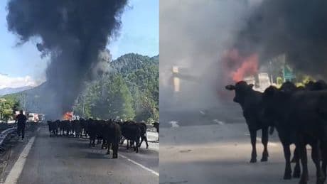 Otoyolu trafiğe kapatan yangın... Hayvanları sürücü kurtardı
