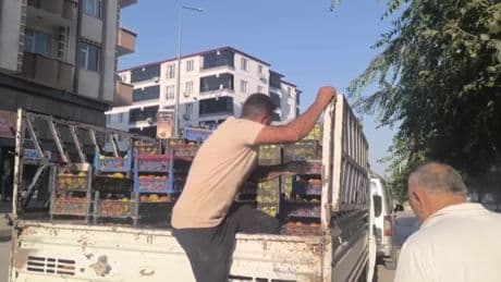 Iğdır’da yılın ikinci domates hasadı başladı