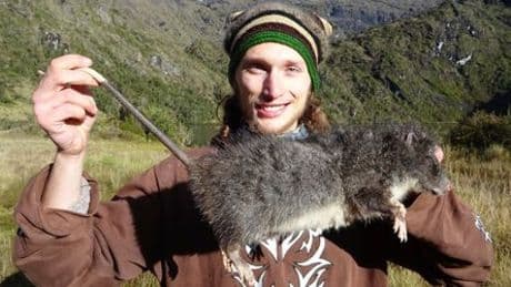 Hochland-Riesenbaumratte in Neuguinea: Warum auf der Tropeninsel riesige Ratten leben
