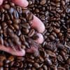 Auffälliger Preisanstieg: Darum ist Bohnenkaffee deutlich teurer als im Vorjahr