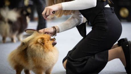 Los actuales dueños de perros quedan eximidos del curso de formación que manda la ley