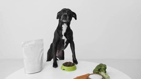 ¿Tu perro no come? Nueve trucos para abrirle el apetito