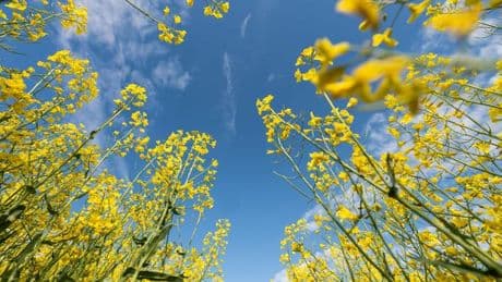 Maiwetter: Es wird warm - Maiwetter zusehends sonnig