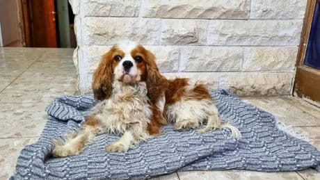 Pet dog snatched by Hamas during October 7 attack finally reunited with owner after 18 months
