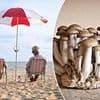 Revealed: The surprising cause of that 'old people' smell - and the new research that shows how you can banish it
