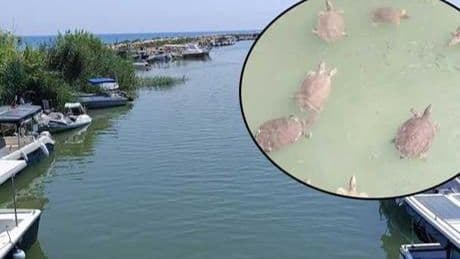 Antalya sahillerinde gizli tehlike! 'Sivri üç tırnağıyla saldırabilir, keskin dişleriyle ısırabilir'