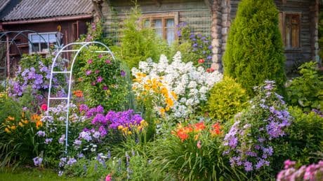 Schädlinge im Garten? Diese fünf Blühpflanzen sollen helfen