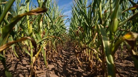 Landwirtschaft: Deutlich weniger Mais, dafür mehr Winterweizen