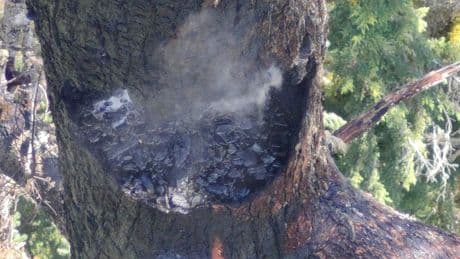 Race to save one of the world’s tallest trees following fire