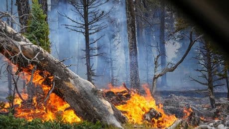 "Dragon Bravo Fire": près de 50.000 hectares détruits par le mégafeu qui ravage le Grand Canyon