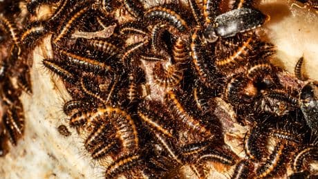 Behind a Museum Door, These Beetles Are Eating Flesh for Science