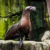 Deel Belgische dierentuin tijdlang afgesloten na paringspoging van mannelijke zeeleeuw: ‘Vrouwtje wilde niet’