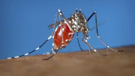 Bangladesh: près de 7500 cas de dengue recensés depuis le début de l'année