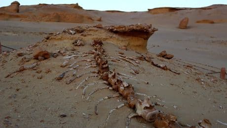 Así aparecieron 400 ballenas en las arenas del Sáhara después de millones de años