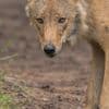 ‘Probleemwolf’ Bram probeert graag nieuwe dingen, nu is zijn dood nabij
