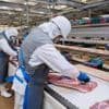 Ces pistes pour maintenir les 230 abattoirs de France, confrontés à des difficultés économiques