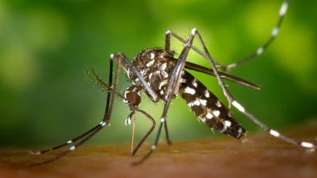 Tigermücke überträgt es - Stiko empfiehlt Impfung gegen Chikungunya-Virus