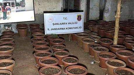 Şanlıurfa’da saksılarda kenevir ele geçirildi: 7 gözaltı