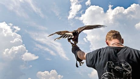 Passione rapace: falchi, gufi e civette incantano sempre più italiani