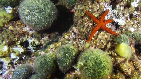 How a livestream from the bottom of the ocean became the latest social media hit