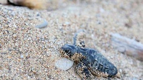 Belek sahilleri şenlendi: 5 bin yavru caretta mavi yolculuğa başladı