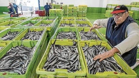 Un nueva gestión cambia radicalmente el rumbo de la costera de la anchoa