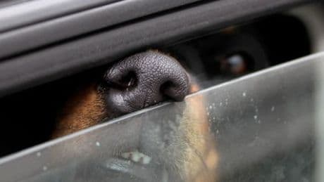 Dingolfing: Hund stirbt in verschlossenem Auto