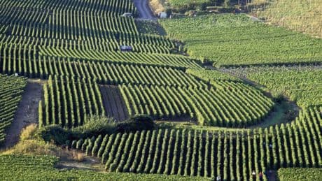 Spéculation, exportation et dérégulation… Pourquoi le champagne et le cognac sont en crise