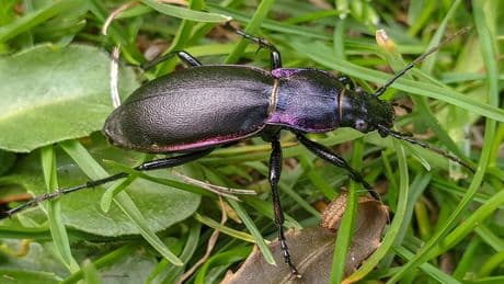 Harmlos oder Schädling? Diese Käfer mit langen Fühlern sollten Sie unterscheiden