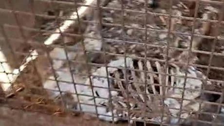 Encuentran 32 perros muertos tras ser abandonados sin agua ni comida en una finca de Badajoz