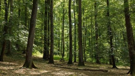 Sous les chênes géants de la forêt de Bercé