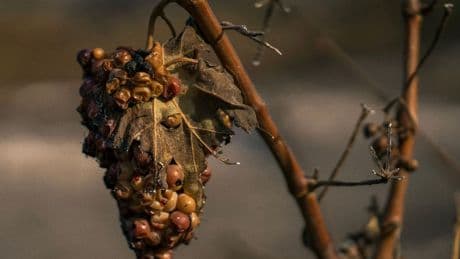Incendie dans l’Aude : la ministre de l’agriculture aux côtés des vignerons sinistrés