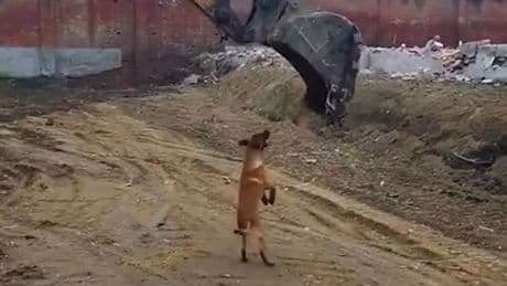 Was für ein Spaß - Bagger wird zum Hunde-Karussell