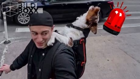 Klingt wie die Polizei - Dieser Hund ist lauter als die Cops